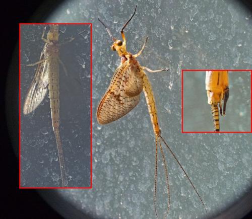 Ephemera glaucops